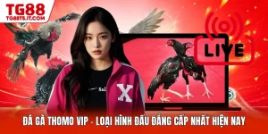 Đá Gà Thomo Vip - Loại Hình Đấu Đẳng Cấp Nhất Hiện Nay